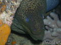 foto de buceo