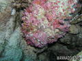 foto de buceo
