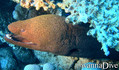 foto de buceo