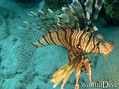 foto de buceo
