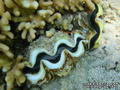 foto de buceo