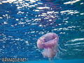foto de buceo