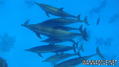 foto de buceo