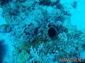 foto de buceo