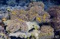 foto de buceo