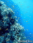 foto de buceo