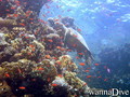 foto de buceo
