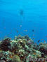 foto de buceo