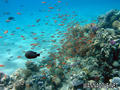 foto de buceo