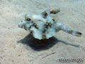 foto de buceo