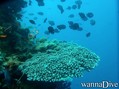 foto de buceo