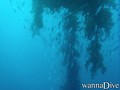 foto de buceo