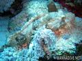 foto de buceo