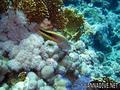 foto de buceo
