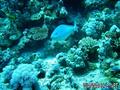foto de buceo