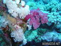 foto de buceo