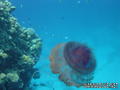 foto de buceo