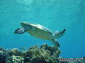 foto de buceo