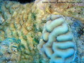 foto de buceo
