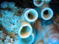 foto de buceo