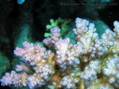 foto de buceo
