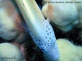 foto de buceo