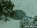 foto de buceo