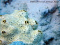 foto de buceo