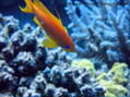 foto de buceo