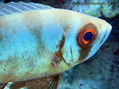 foto de buceo