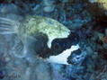 foto de buceo