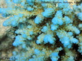 foto de buceo