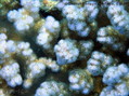 foto de buceo