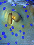 foto de buceo