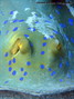 foto de buceo