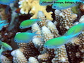 foto de buceo
