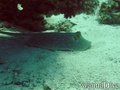 foto de buceo
