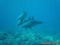 foto de buceo