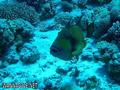 foto de buceo