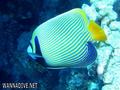 foto de buceo