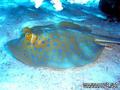 foto de buceo