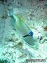 foto de buceo