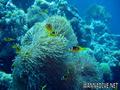 foto de buceo