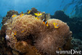 foto de buceo