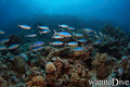 foto de buceo