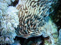 foto de buceo