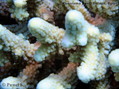 foto de buceo