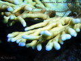 foto de buceo