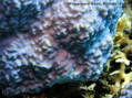 foto de buceo