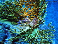 foto de buceo